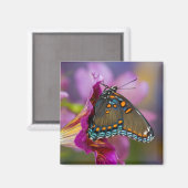 Ein Frack Butterfly Magnet (Vorderseite/Rückseite)