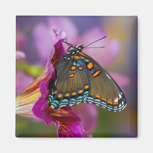 Ein Frack Butterfly Magnet (Vorne)