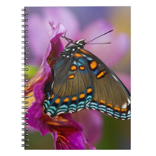 Ein Frack Butterfly Notizblock (Vorderseite)