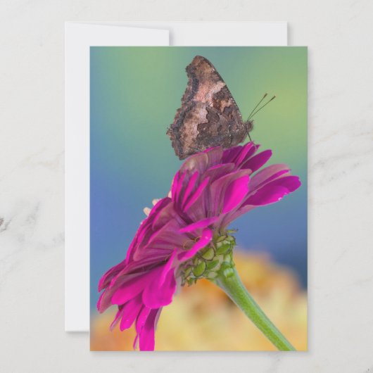 Ein Frack Butterfly | Papilio Multicaudatus Dankeskarte (Vorderseite)