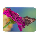 Ein Frack Butterfly | Papilio Multicaudatus Magnet (Horizontal)