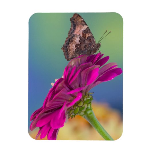Ein Frack Butterfly | Papilio Multicaudatus Magnet (Vertikal)