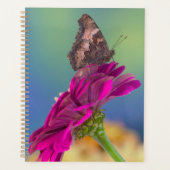 Ein Frack Butterfly | Papilio Multicaudatus Planer (Vorderseite)