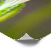 Ein Frack Butterfly Poster (Ecke)
