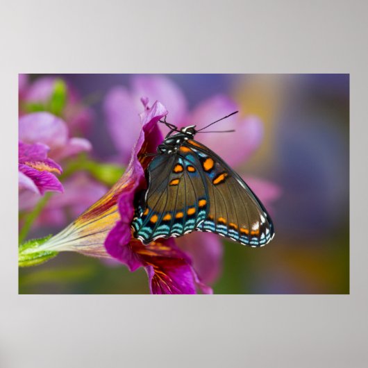 Ein Frack Butterfly Poster (Vorne)