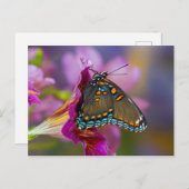 Ein Frack Butterfly Postkarte (Vorne/Hinten)