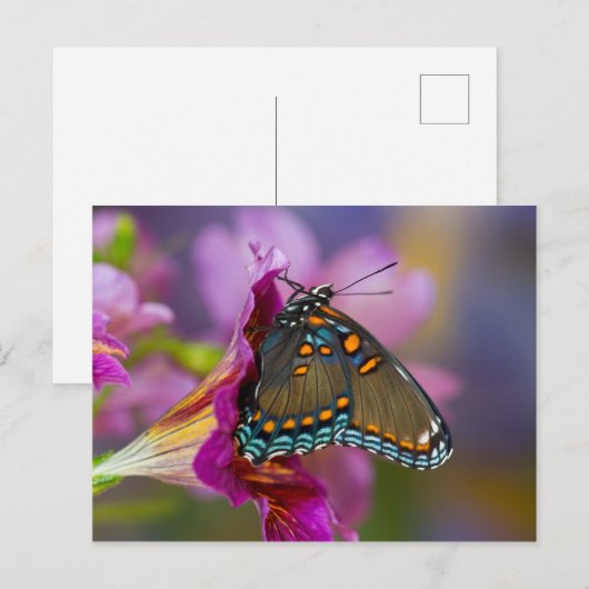 Ein Frack Butterfly Postkarte (Vorne/Hinten)