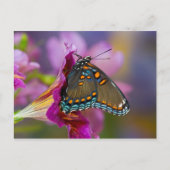 Ein Frack Butterfly Postkarte (Vorderseite)