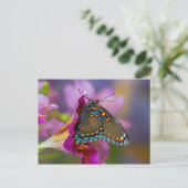 Ein Frack Butterfly Postkarte (Stehend Vorderseite)