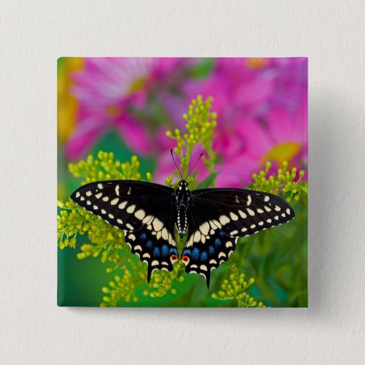 Ein Frack-Schmetterling-Landing Button (Vorderseite)