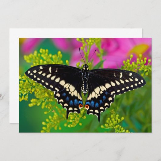Ein Frack-Schmetterling-Landing Dankeskarte (Vorne/Hinten)