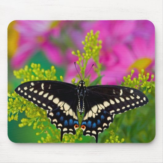 Ein Frack-Schmetterling-Landing Mousepad (Vorne)