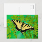 Ein Frack-Schmetterling-Landing Postkarte (Vorne/Hinten)