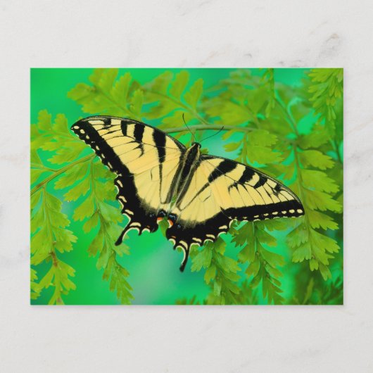 Ein Frack-Schmetterling-Landing Postkarte (Vorderseite)