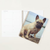 Ein französischer Bulldog Planer (Anzeige)