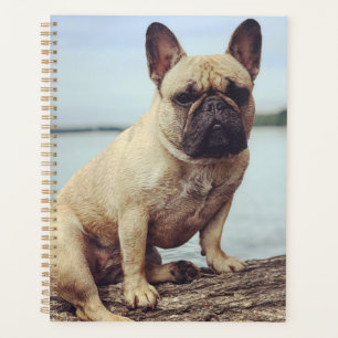 Ein französischer Bulldog Planer