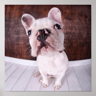 Ein französischer Bulldog-Welpe Poster