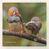 Ein freudliches Paar aus Zebra Finches Songbirds Glasuntersetzer (Vorderseite)