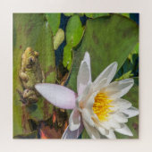 Ein Frosch unter einer Nnuphar-Blüte Puzzle (Horizontal)
