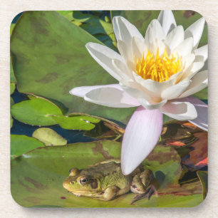 Ein Frosch unter einer Nnuphar-Blüte Untersetzer