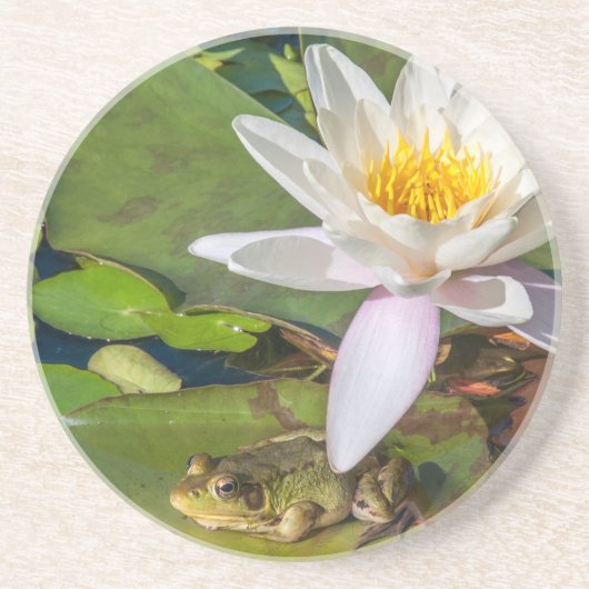 Ein Frosch unter einer Seeroseblume Getränkeuntersetzer (Vorne)