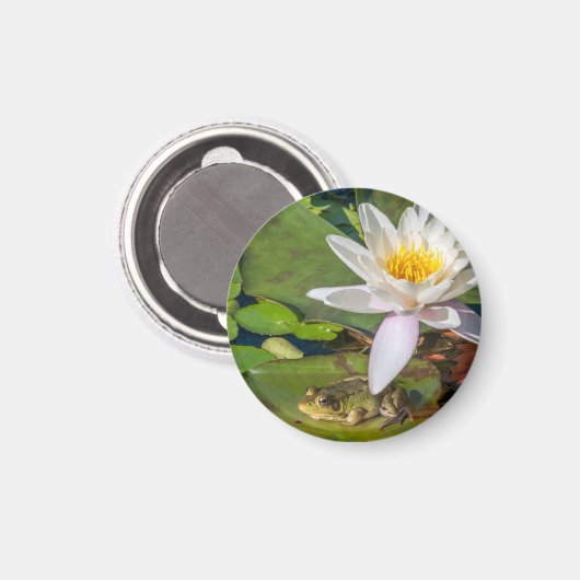 Ein Frosch unter einer Seeroseblume Magnet (Vorderseite/Rückseite)