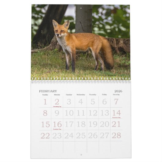 Ein Fuchs namens Dot. Kalender (Feb 2026)
