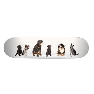 ein ganzes Los Hunde Skateboard