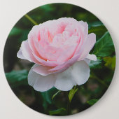 Ein Garten mit Rose Button (Vorderseite)