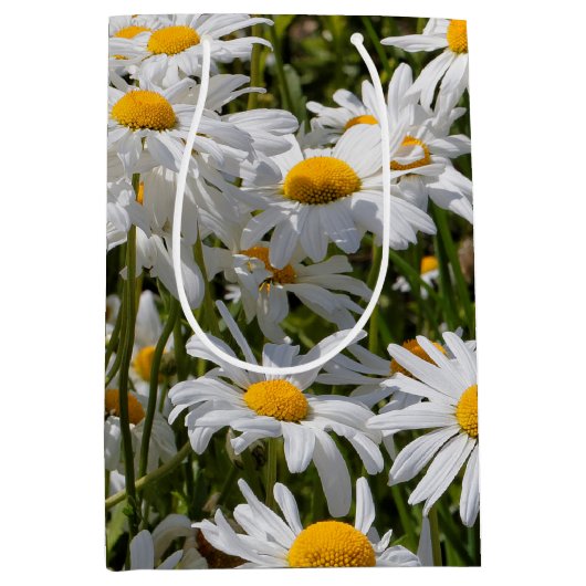 Ein Gebiet der Oxeye Daisies Mittlere Geschenktüte (Vorderseite)