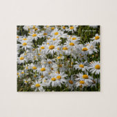 Ein Gebiet der Oxeye Daisies Puzzle (Horizontal)