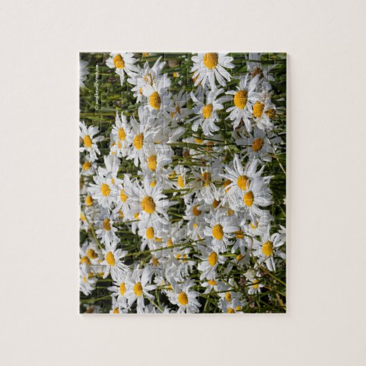 Ein Gebiet der Oxeye Daisies Puzzle (Vertikal)