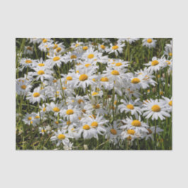Ein Gebiet der Oxeye Daisies Seidenpapier