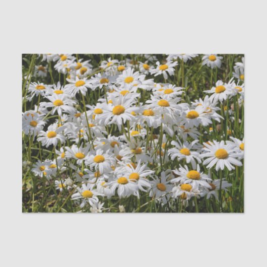 Ein Gebiet der Oxeye Daisies Seidenpapier (Vorderseite)