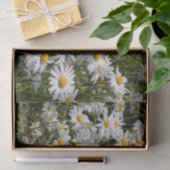 Ein Gebiet der Oxeye Daisies Seidenpapier (Geschenk)