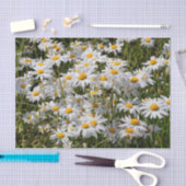 Ein Gebiet der Oxeye Daisies Seidenpapier (Handwerk)