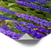 Ein Gebiet von Lupine-Wildblumen an der Nordküste Poster (Ecke)