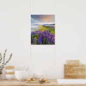Ein Gebiet von Lupine-Wildblumen an der Nordküste Poster (Küche)
