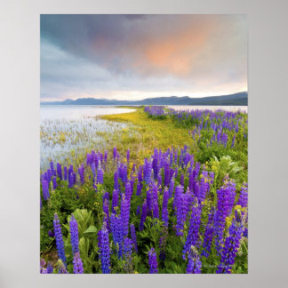 Ein Gebiet von Lupine-Wildblumen an der Nordküste Poster