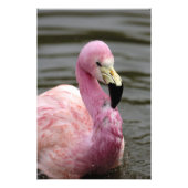 Ein gefangenes Foto eines Anden Flamingo (Vorne)