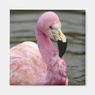 Ein gefangenes Foto eines Anden Flamingo Magnet