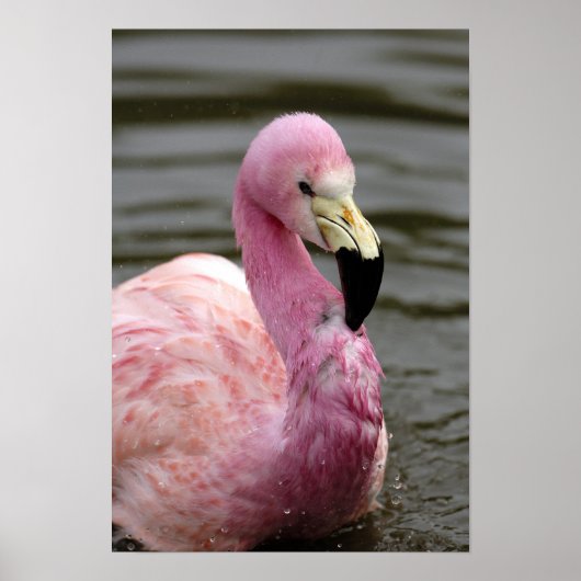 Ein gefangenes Foto eines Anden Flamingo Poster (Vorne)