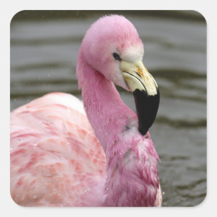 Ein gefangenes Foto eines Anden Flamingo Quadratischer Aufkleber