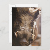 ein gefüllter Wildschwein mit Brille außerhalb ein Postkarte (Vorne/Hinten)