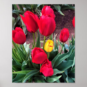 Ein Gelb mit roten Tulissen Poster