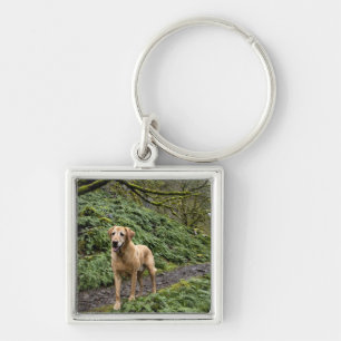 Ein gelber Labrador wartete auf eine Spur für Schlüsselanhänger