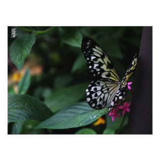 Ein gelber Schmetterling auf rosa Blumen Fotodruck
