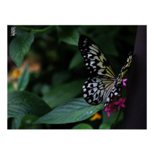 Ein gelber Schmetterling auf rosa Blumen Poster