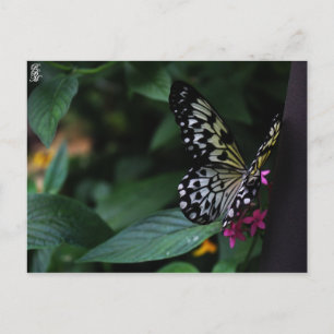 Ein gelber Schmetterling auf rosa Blumen Postkarte
