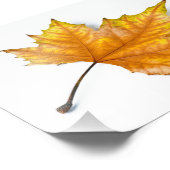 Ein gelbes und goldenes Ahornblatt Fotodruck (Ecke)